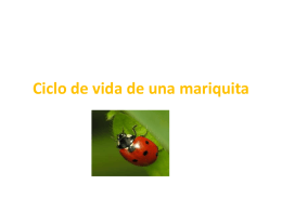 Ciclo de vida de una mariquita - SpanishImmersion