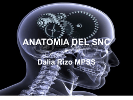 ANATOMIA DEL SNC - Neurodx2009b's Blog | Just another