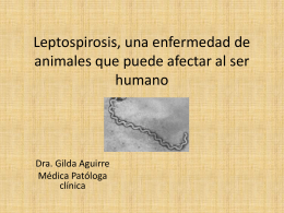 Leptospirosis, una enfermedad de animales que puede