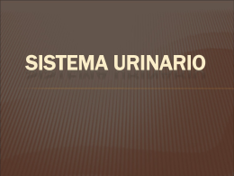 Sistema Urinario - Tele Medicina de Tampico | SITIO DE