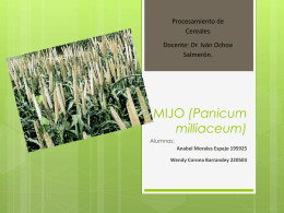 MIJO (Panicum milliaceum)