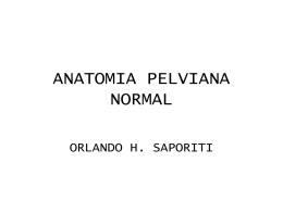 ANATOMIA PELVIANA NORMAL - Facultad de Medicina