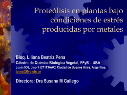 Actividad de Proteasas en cotiledones de girasol.