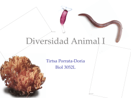 Diversidad Animal I