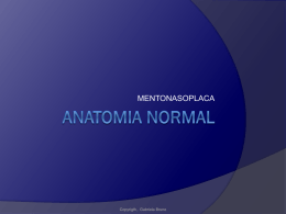 ANATOMIA NORMAL