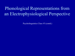 Phonological Representations from an Electrophysiological