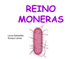 REINO MONERAS - IES Valle del Jiloca