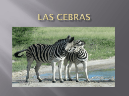 Las cebras - IES Universidad Laboral Zamora