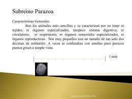 Diapositiva 1 - cursozoologia