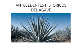 ANTECEDENTES HISTORICOS DEL AGAVE