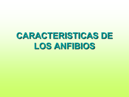 CARACTERISTICAS DE LOS ANFIBIOS