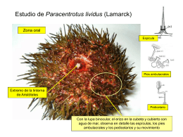 Estudio de Paracentrotus lividus (Lamarck)