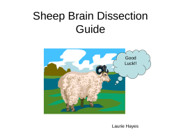 Sheep Brain Dissection Guide - cart-biomed