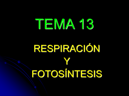 TEMA 13 - acceso25biologia