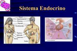 Sistema endocrino - Tele Medicina de Tampico