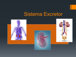 Sistema Excretor - wikiSecundaria2015