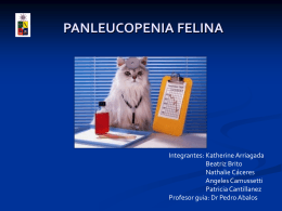 Diapositiva 1 - Panleucopenia Felina