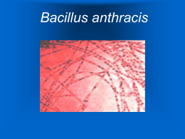Bacillus anthracis - Maria Cristina Vasquez