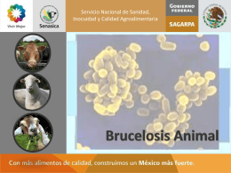 BRUCELOSIS ANIMAL - Servicio Nacional de Sanidad