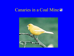 Canaries in a Coal Mine - Wayne State University