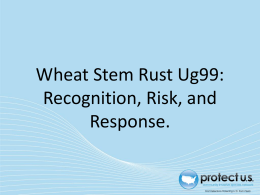 Recognizing and Responding to Wheat Stem Rust