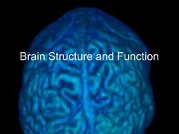 Basic Brain Structure and Function
