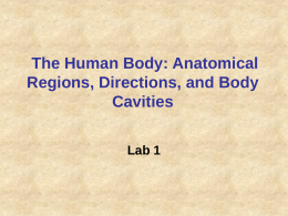The Human Body: Anatomical Regions, Directions, and …