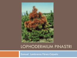 Lophodermium pinastri