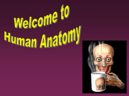 Sectional Anatomy and Clinical Technology