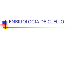 EMBRIOLOGIA DE CUELLO