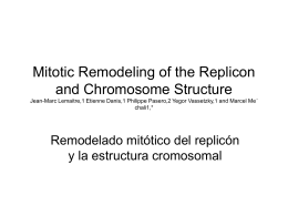 Mitotic Remodeling of the Replicon and Chromosome