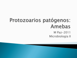 Amebas - Microinmunoumg's Blog | Just another …