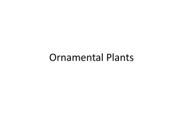 Ornamental Plants - NIU Department of Biological Sciences