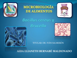 Bacillus cereus Brucella - FCQ