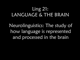 Ling 21: Language & the Brain I