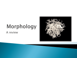 Morphology - Wikispaces