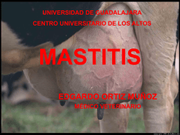 MASTITIS - Franja Morada Veterinaria | FRANJA MORADA