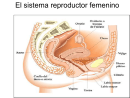El sistema reproductor femenino