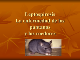 Leptospirosis - // Ministerio de Salud // San Luis