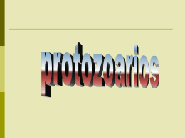 Diapositiva 1 - Microcosmorflores