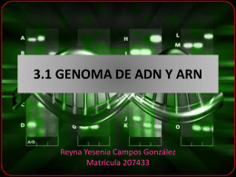 3.1 GENOMA DE ADN Y ARN - Biologia Molecular | Clase