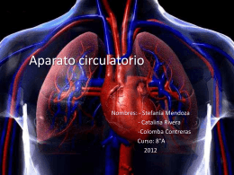 Aparato circulatorio