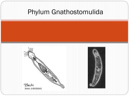 Phylum Gnathostomulida
