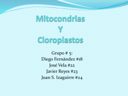 Mitocondrias Y Cloroplastos