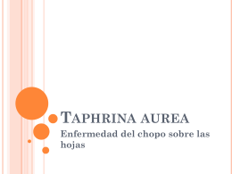 Taphrina aurea