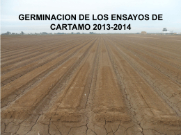 GERMINACION DE LOS ENSAYOS DE CARTAMO 2013-2014