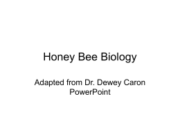 Honey Bee Biology - Oakland University