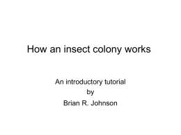 PowerPoint Presentation - How does a social insect colony