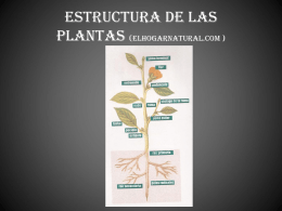 ESTRUCTURA DE LAS PLANTAS
