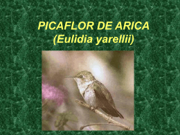 PICAFLOR DE ARICA (Eulidia yarellii)